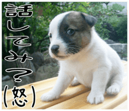 MIEDOG Jack Russell terrier sticker 3 sticker #14071769