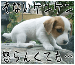 MIEDOG Jack Russell terrier sticker 3 sticker #14071770