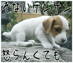 MIEDOG Jack Russell terrier sticker 3 sticker #14071770