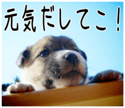 MIEDOG Jack Russell terrier sticker 3 sticker #14071771