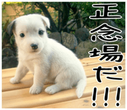 MIEDOG Jack Russell terrier sticker 3 sticker #14071772