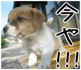 MIEDOG Jack Russell terrier sticker 3 sticker #14071773