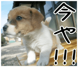 MIEDOG Jack Russell terrier sticker 3 sticker #14071773