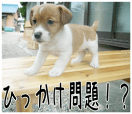 MIEDOG Jack Russell terrier sticker 3 sticker #14071774