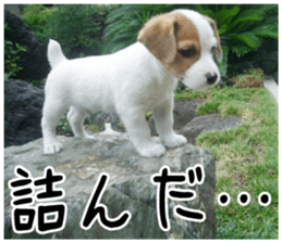 MIEDOG Jack Russell terrier sticker 3 sticker #14071776