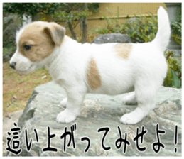 MIEDOG Jack Russell terrier sticker 3 sticker #14071777