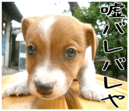 MIEDOG Jack Russell terrier sticker 3 sticker #14071778