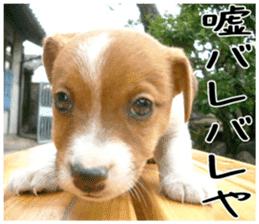 MIEDOG Jack Russell terrier sticker 3 sticker #14071778