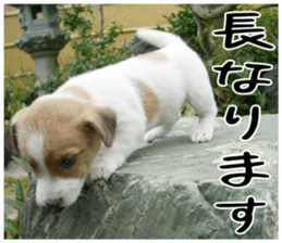 MIEDOG Jack Russell terrier sticker 3 sticker #14071779
