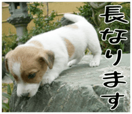 MIEDOG Jack Russell terrier sticker 3 sticker #14071779