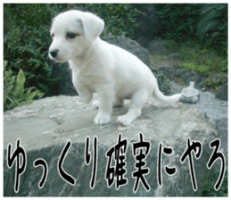 MIEDOG Jack Russell terrier sticker 3 sticker #14071780