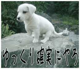 MIEDOG Jack Russell terrier sticker 3 sticker #14071780