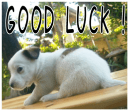 MIEDOG Jack Russell terrier sticker 3 sticker #14071781
