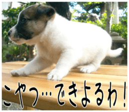 MIEDOG Jack Russell terrier sticker 3 sticker #14071782