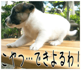MIEDOG Jack Russell terrier sticker 3 sticker #14071782