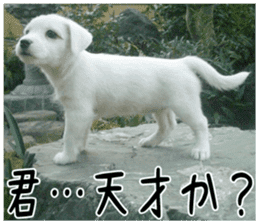 MIEDOG Jack Russell terrier sticker 3 sticker #14071783