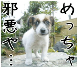 MIEDOG Jack Russell terrier sticker 3 sticker #14071784