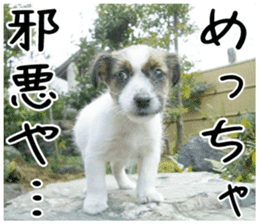 MIEDOG Jack Russell terrier sticker 3 sticker #14071784