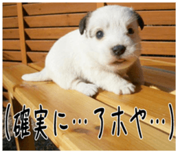 MIEDOG Jack Russell terrier sticker 3 sticker #14071785