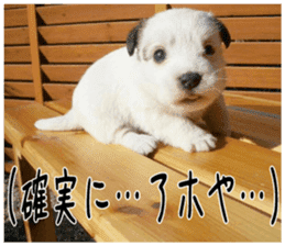 MIEDOG Jack Russell terrier sticker 3 sticker #14071785