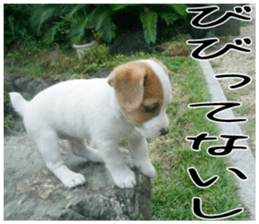 MIEDOG Jack Russell terrier sticker 3 sticker #14071787