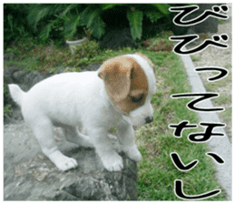 MIEDOG Jack Russell terrier sticker 3 sticker #14071787