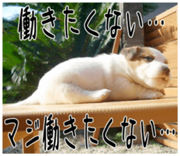 MIEDOG Jack Russell terrier sticker 3 sticker #14071790