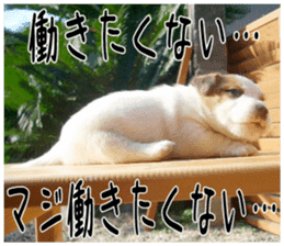 MIEDOG Jack Russell terrier sticker 3 sticker #14071790