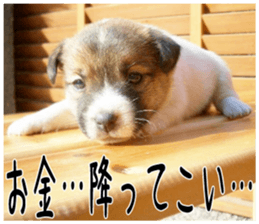 MIEDOG Jack Russell terrier sticker 3 sticker #14071791