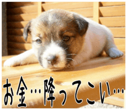 MIEDOG Jack Russell terrier sticker 3 sticker #14071791