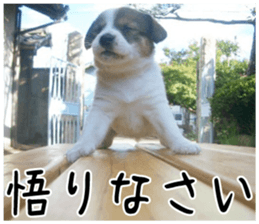 MIEDOG Jack Russell terrier sticker 3 sticker #14071792