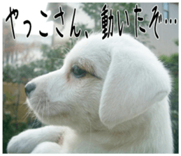 MIEDOG Jack Russell terrier sticker 3 sticker #14071793