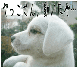MIEDOG Jack Russell terrier sticker 3 sticker #14071793