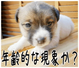 MIEDOG Jack Russell terrier sticker 3 sticker #14071794
