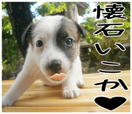 MIEDOG Jack Russell terrier sticker 3 sticker #14071795