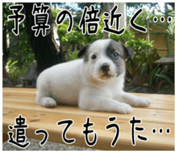 MIEDOG Jack Russell terrier sticker 3 sticker #14071796