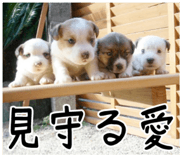 MIEDOG Jack Russell terrier sticker 3 sticker #14071797