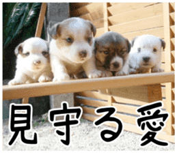 MIEDOG Jack Russell terrier sticker 3 sticker #14071797