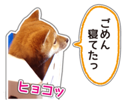 Japanese Shiba Inu hanako4 PhotoSticker sticker #14073103