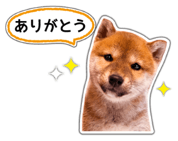 Japanese Shiba Inu hanako4 PhotoSticker sticker #14073106