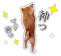 Japanese Shiba Inu hanako4 PhotoSticker sticker #14073108