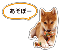Japanese Shiba Inu hanako4 PhotoSticker sticker #14073110