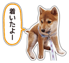 Japanese Shiba Inu hanako4 PhotoSticker sticker #14073112