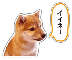 Japanese Shiba Inu hanako4 PhotoSticker sticker #14073114