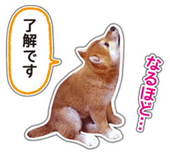 Japanese Shiba Inu hanako4 PhotoSticker sticker #14073115
