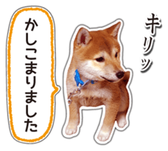 Japanese Shiba Inu hanako4 PhotoSticker sticker #14073116