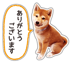 Japanese Shiba Inu hanako4 PhotoSticker sticker #14073117