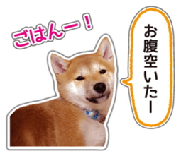 Japanese Shiba Inu hanako4 PhotoSticker sticker #14073118