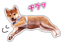 Japanese Shiba Inu hanako4 PhotoSticker sticker #14073119