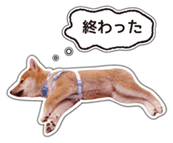 Japanese Shiba Inu hanako4 PhotoSticker sticker #14073121